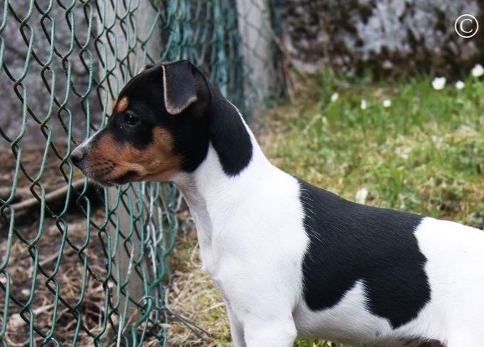 Dolly 3 måneder.