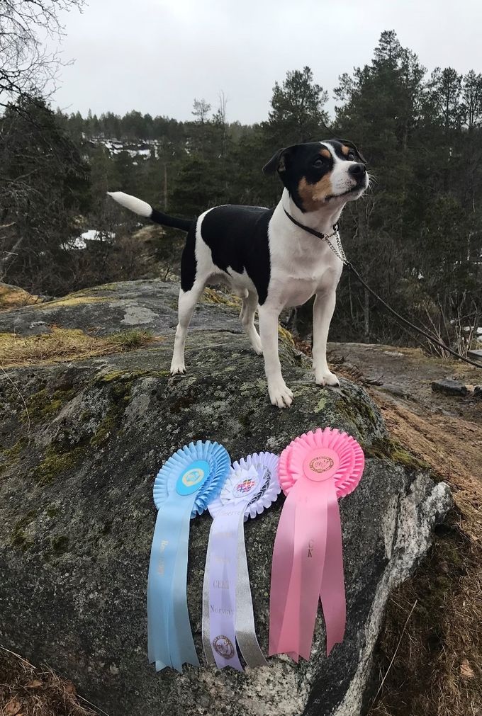 Berserk 2 BHK , med Ex, Ck, Res Cert og Res Nordisk Cert Ålesund 5 mai 2018