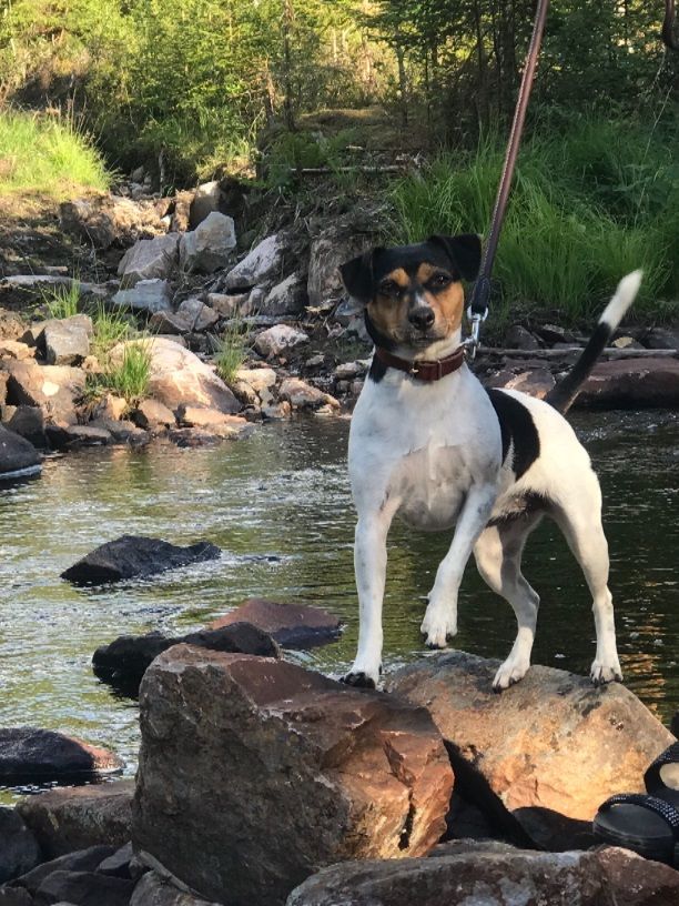 Dolly beste jr tispe lørdag og søndag på Vålerbanen 14/15-07-2018
2 beste tispe på lørdag og 3 beste tispe på søndag .