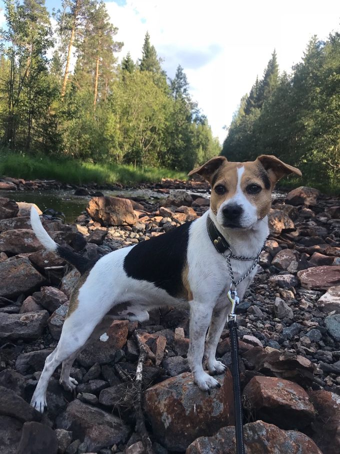 Solan 2 beste Champion hann og 3 beste hann hund  søndag på Vålerbanen 15/7-18